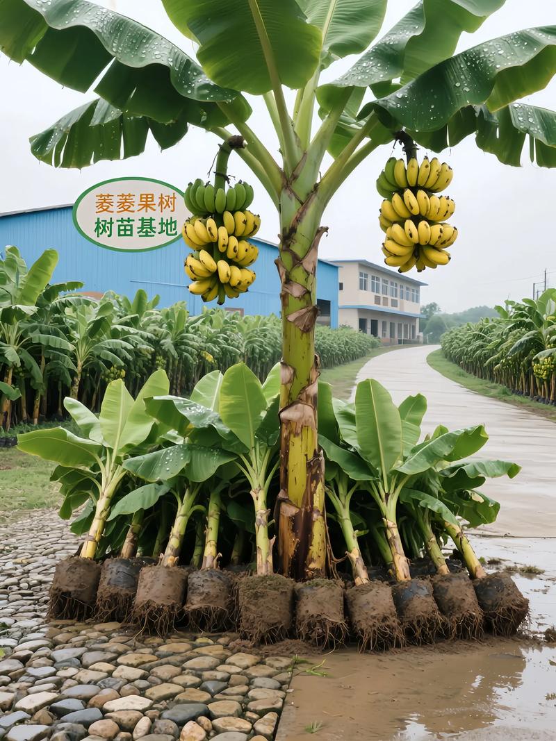 热带生态农业：绿色的希望与未来的种子