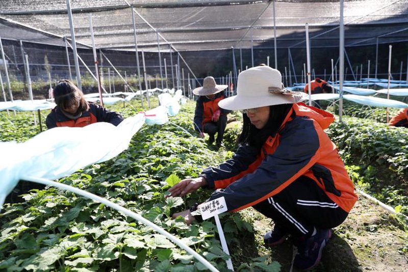 南药种植